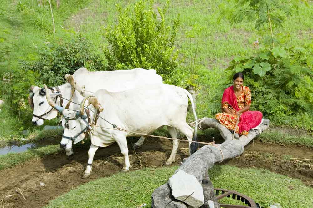 India - noria de agua tirada por vacas - 2009